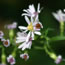 Aster drummondii
